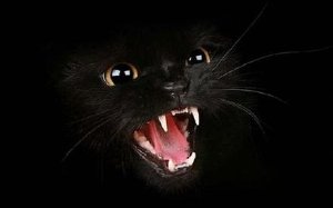 Fekete Macska